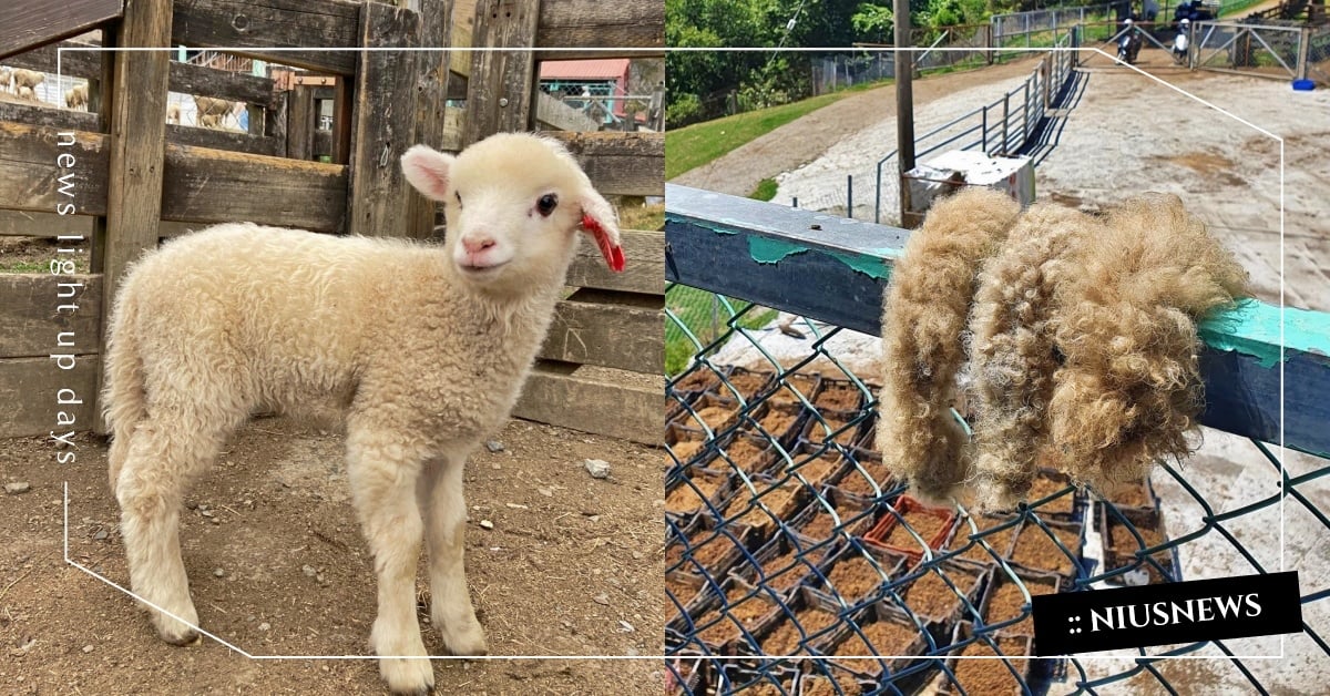 清境農場曬「小羊斷尾照」引熱議！為何斷尾＆斷尾方式大公開，羊咩咩迷：長知識了 清境農場、小羊斷尾、羊咩咩、牧場、寵物新聞、動物冷知識、知識