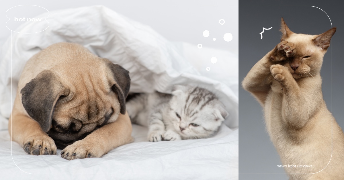 過敏、心理問題不只人類有！毛孩遇到怎麼辦？用「細胞素」保健品顧好毛孩的生心理健康 過敏、心理、毛孩、保健品、健康、細胞素、Ainos、寵物