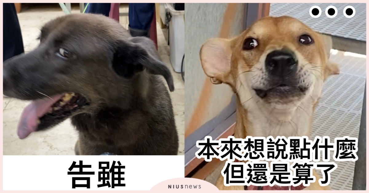 自己的罐罐自己賺！八里保育場「狗狗魔性迷因」大放送，每天20元斗內毛孩 八里保育場、八里、流浪狗、浪浪、以領養代替購買、助養、您領我養