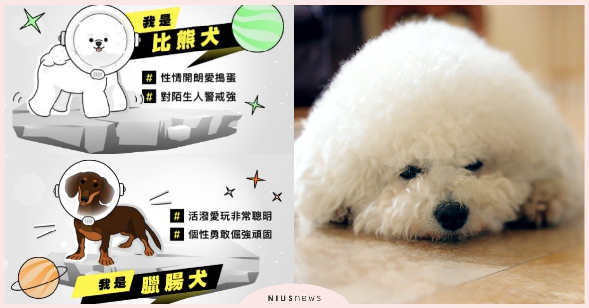 狗派必玩「你是哪種狗星人」心理測驗！12題測你靈魂住著哪種狗狗+適合的打工類型 心理測驗、台灣心理測驗、104心理測驗、你是哪種狗星人、打工、求職