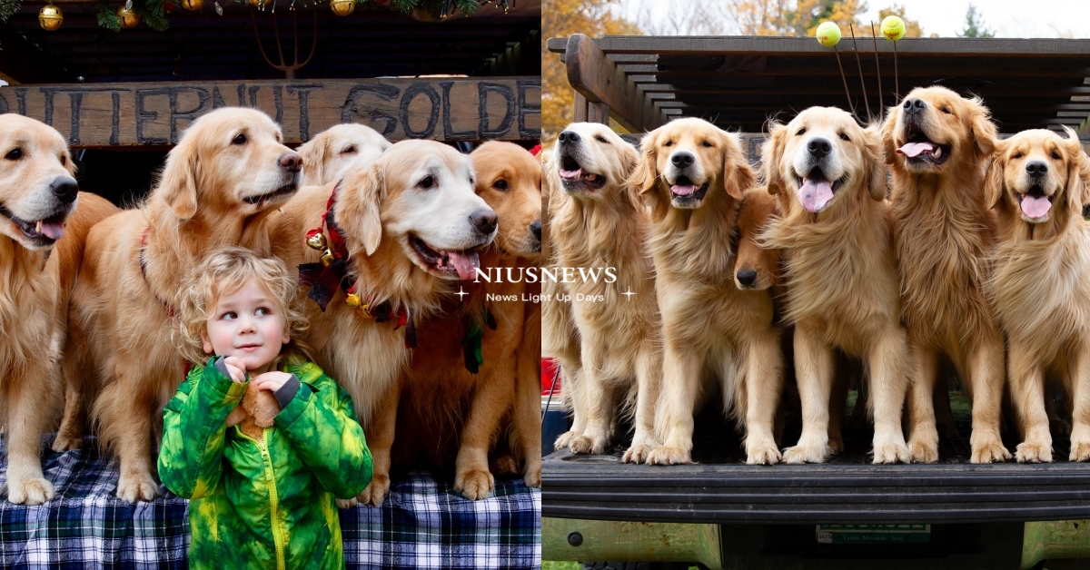 美爆紅「黃金獵犬」開心農場！背後故事超感人，成群小金毛浪漫約會獲高評：金價呵剩！ 黃金獵犬、開心農場、日全蝕、日全食、4月8號、日全蝕體驗、Golden Dog Farm、北美旅遊、Butternut Hill Golden Retrievers、美國景點