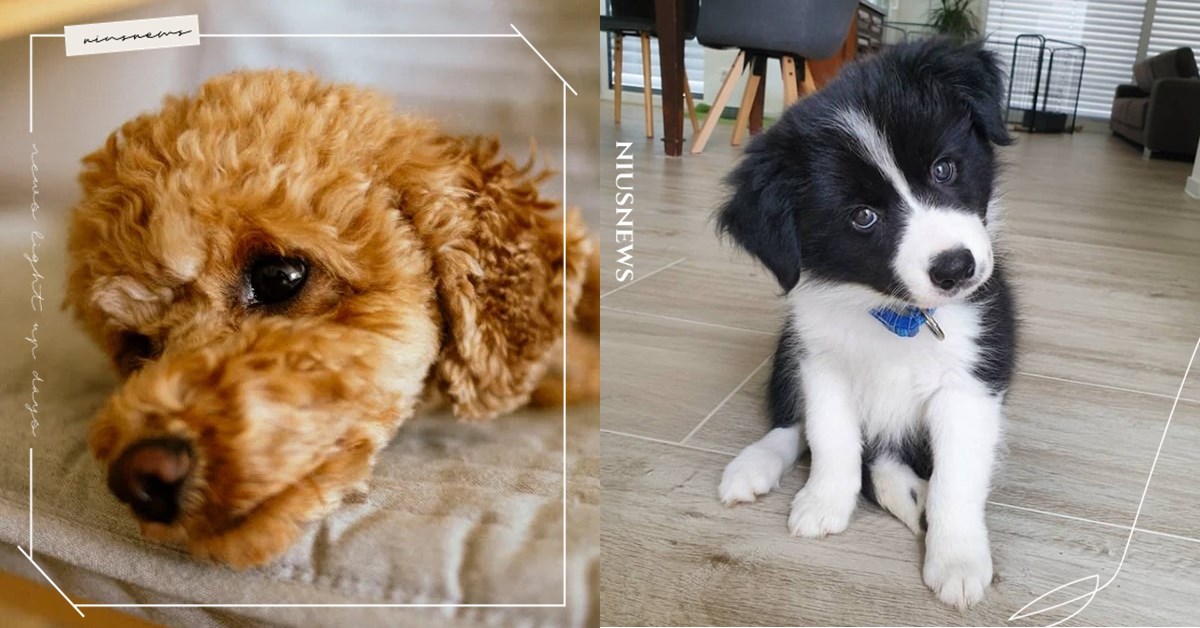 79種狗狗IQ排行榜！貴賓狗拿下聰明狗第2名，「這種狗」智商約等同7歲小孩？ 聰明狗、狗狗IQ、狗狗智商、邊境牧羊犬、貴賓狗、柴犬、