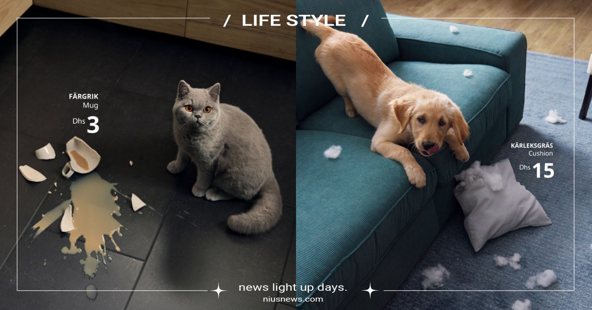 主人傻眼！IKEA創意廣告「貓狗破壞時刻」現場抓包，無辜小眼神引共鳴：心軟了 IKEA、創意廣告、寵物、貓狗、IKEA UAE、INGO Hamburg、