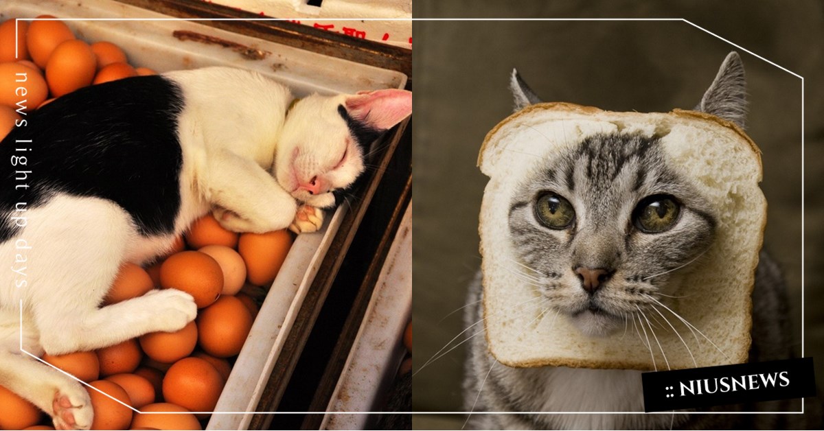 主人必筆記！貓咪可以吃的15樣人類食物+吃法：蘋果要去核，南瓜、菠菜都健康？　 貓貓飲食、人類食物、貓咪、哈密瓜、雞蛋、貓糧