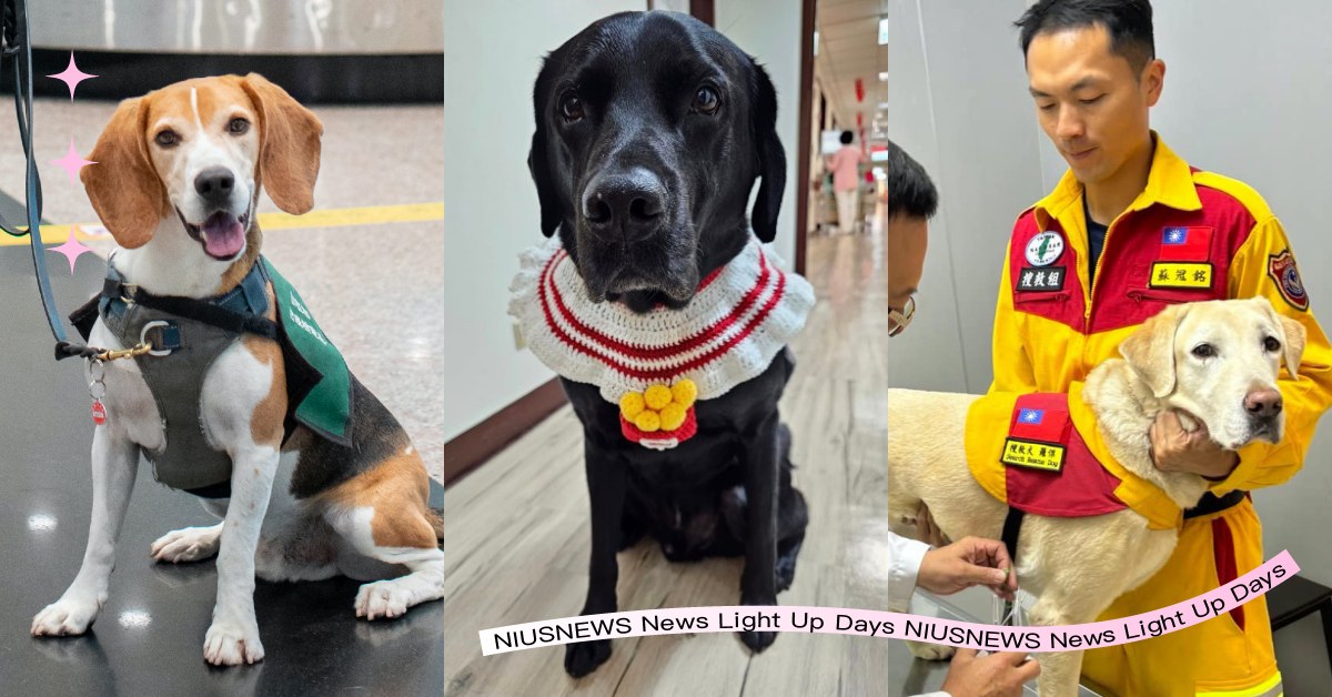 盤點7種「任務犬」汪星人類別！治療犬賣萌打工人、搜救犬「個性活潑」最適任！ 任務犬種類盤點、緝毒犬、搜救犬、檢疫犬、警犬、導盲犬、治療犬