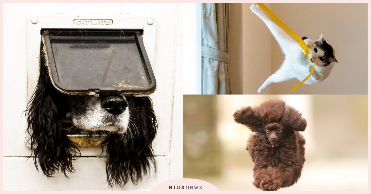 2024「搞笑寵物攝影獎」冠軍出爐！30隻綜藝感家寵大比拼、寵物撞臉飼主引爆笑 搞笑寵物攝影獎、Comedy Pet Photo Awards、Pet Photography、Paul Joynson-Hicks、寵物趣聞、萌寵、迷因、梗圖、有趣