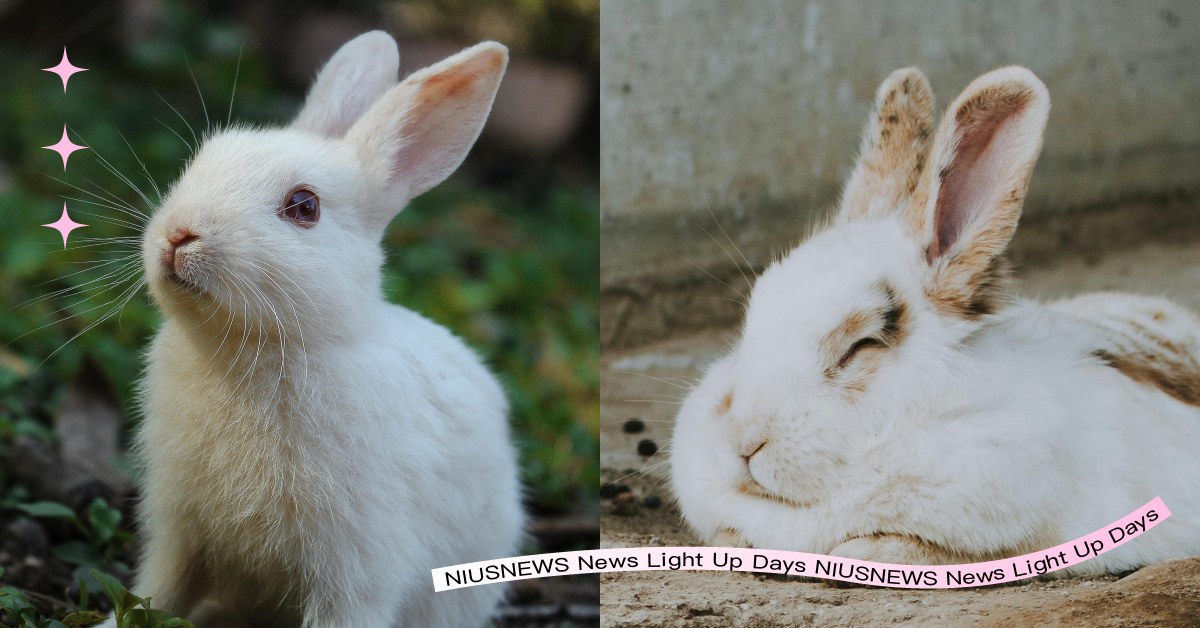 養兔子並不難？毛爸媽3大照顧守則：消除高低差環境、嘴角髒汙代表咬合異常？ 可愛動物、寵物、毛小孩、兔子、養護、照顧、方式、NG行為、飲食、籠子、乾草、獸醫、環境