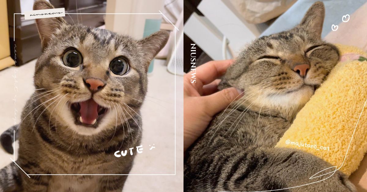 癱瘓貓不是只能安樂死！網紅貓「麻吉太郎」從瀕死到成為幸福小貢丸的堅韌貓生｜妞專訪 阿吉、麻吉哥、麻吉太郎、majutaro_cat、癱瘓貓、癱瘓貓照顧、