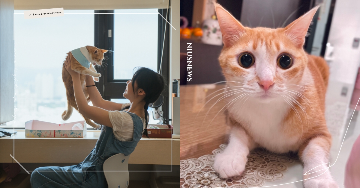 突破難關堅決帶Uni回台！傲嬌爸的養貓日常「我們的相遇，真的是命中註定」｜妞專訪 貓貓、貓咪、傲嬌爸的養貓日常、Uni、污泥、ISA、依莎