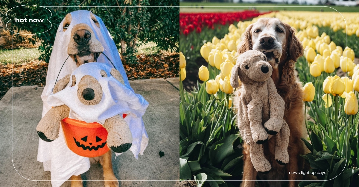 黃金獵犬深陷IKEA娃娃魅力！24小時黏踢踢飼主大吃醋：不知為何它還能活到現在 黃金獵犬、IKEA玩偶、Golden Retriever