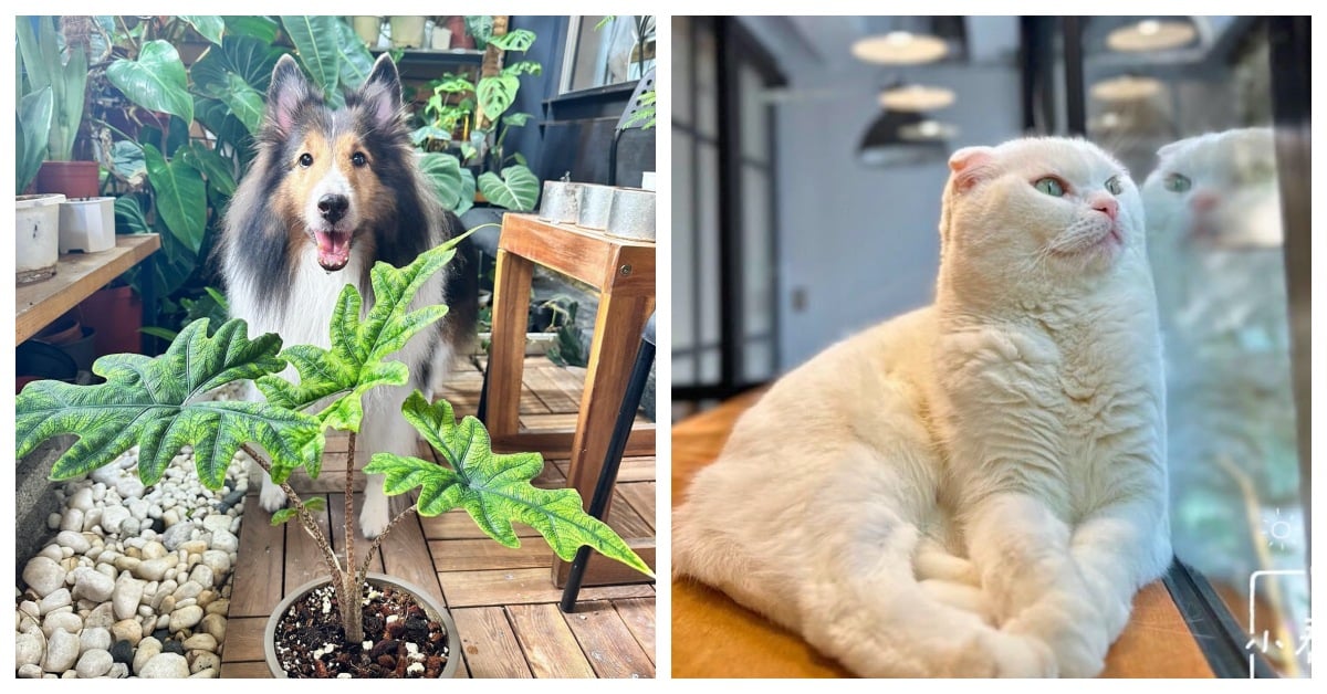 「狗狗也要吃好料」！台北五間狗狗專屬餐點，專屬你跟毛小孩的療癒時光 狗、貓、毛小孩、寵物友善、台北、咖啡廳