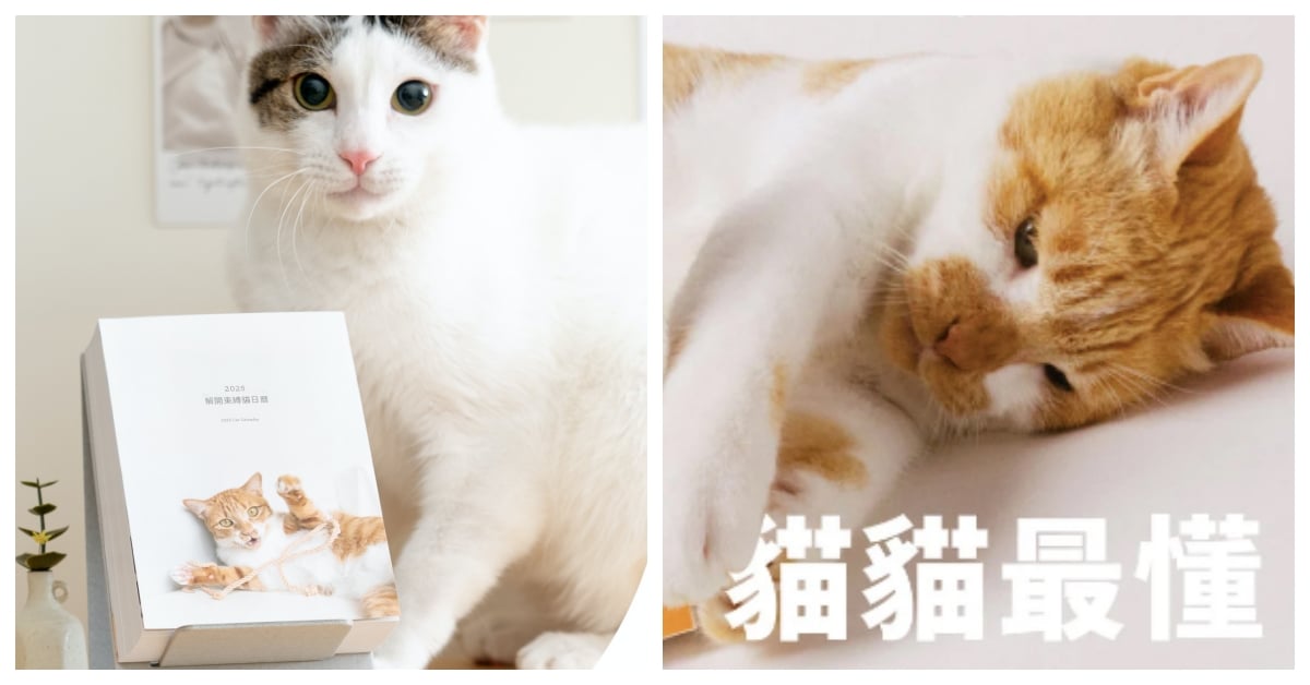 2025年貓咪主題日曆推薦：可愛貓咪陪你療癒一年！ 貓咪、年曆、2025、好味小姐、解開束縛我還你原形、小貓島、台南