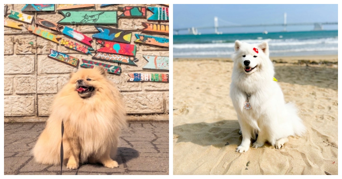 帶上毛小孩一起出發！從台灣到釜山的寵物旅行超全攻略 釜山、毛小孩、狗、旅行、寵物友善、韓國、自由行