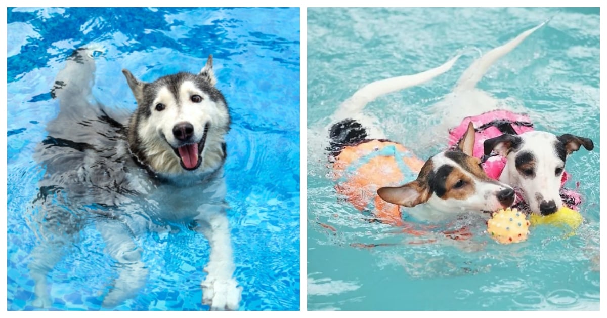 狗狗玩水魂覺醒！必試的5個狗狗室內水上冒險遊戲＋安全注意事項 寵物友善、狗狗、寵物、遊戲、寵物游泳