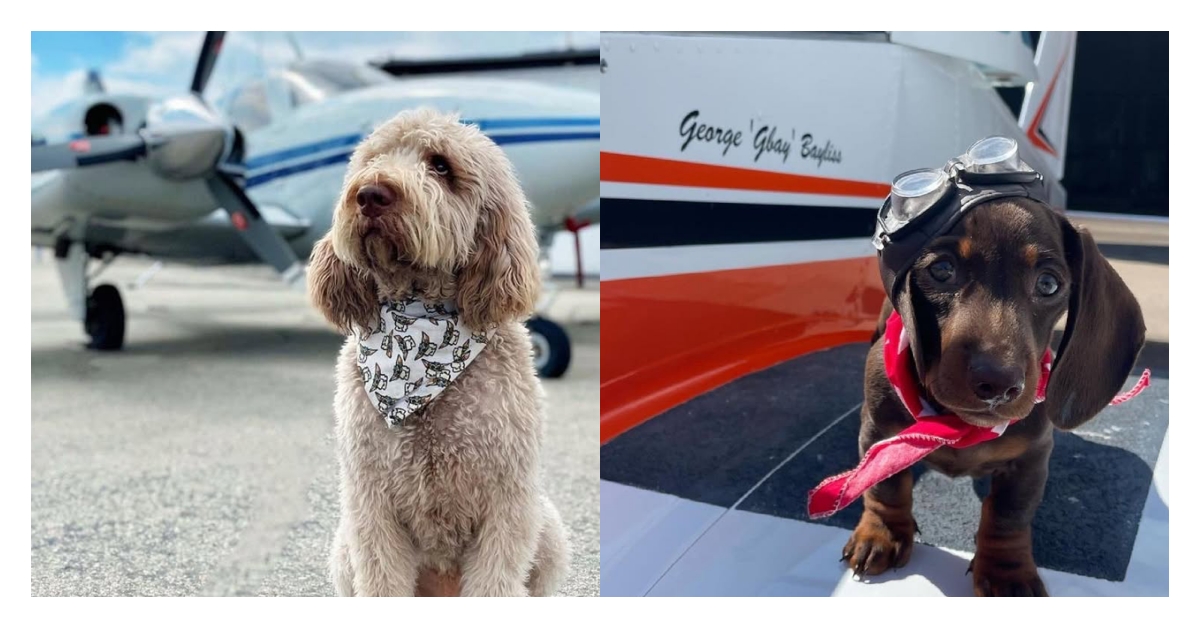 帶毛孩出國不是夢！寵物友善航空Top6推薦，輕鬆搞定毛孩國際旅行 寵物、出國、航空、旅行、寵物友善、大韓航空