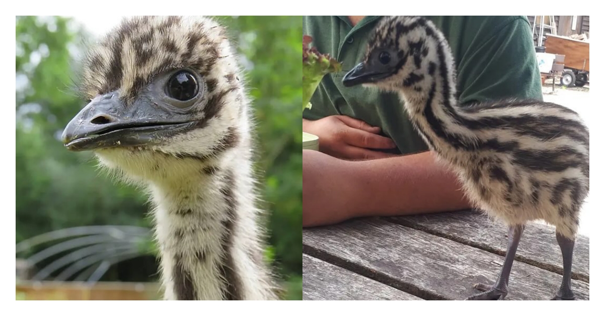 鴯鶓寶寶逆襲成長記：母雞養母的跨物種「反差萌養成術」！ 動物、動物、可愛、趣聞、寵物、英國