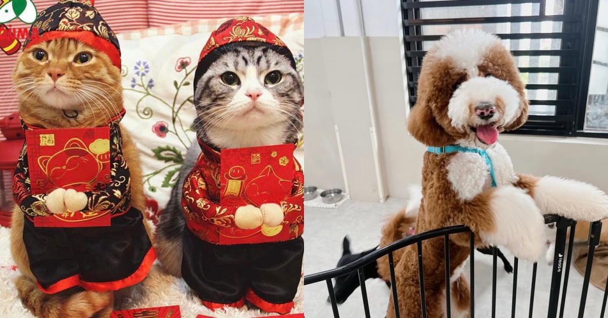 主人放假去旅行也安心！北部5家超有愛寵物旅館讓狗、貓、兔與爬蟲家人都能享受五星級假期 毛小孩、寵物旅館、寵物友善、年節、狗狗、貓貓、爬蟲