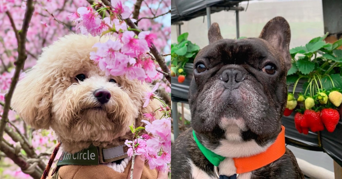 在花海中奔跑、在果園裡撒懶！6個北部新年必帶毛小孩走春景點！ 新年、毛小孩、走春、景點、寵物友善、落羽松、櫻花