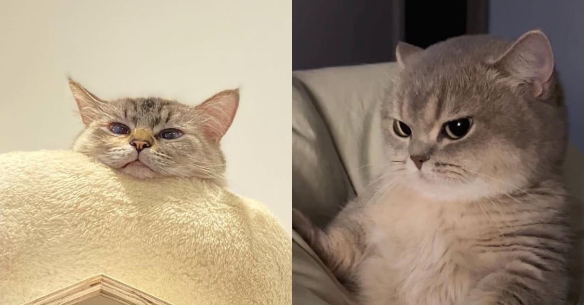 喵星人醋意大爆發，別再惹主子不爽！奴才最容易踩雷的5個NG行為 貓、寵物、喵星人、吃醋、寵物行為、寵物友善、可愛