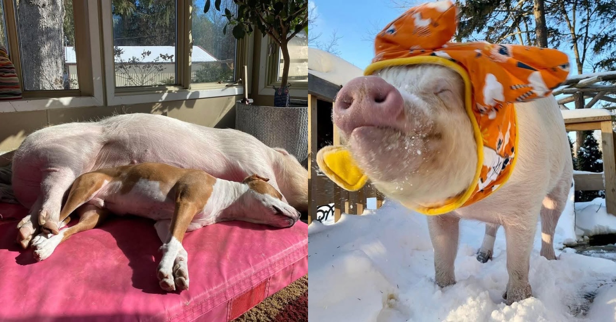 全球最紅的寵物豬網紅！270公斤的「迷你」豬：登上《紐時》暢銷書排行，讓主人賣房、吃素、還創立動物庇護農場！ 寵物、豬、迷你豬、可愛、網紅、萌寵