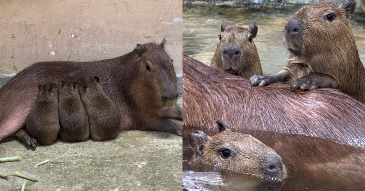 壽山動物園迎來療癒系新星！水豚家族+3「莉馬、莉拉、莉松」萌度無法抵擋！ 水豚、可愛、壽山、動物園、高雄、旅遊、可愛