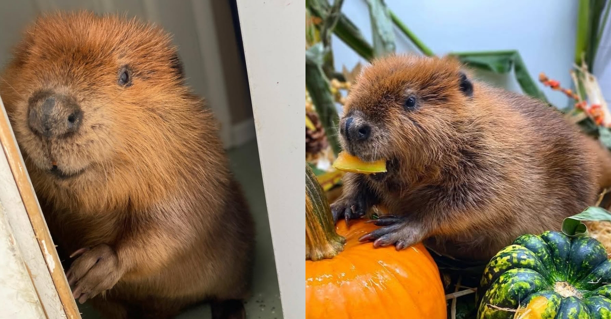 從野生到療癒系網紅！室內裝潢系--河狸小姐Nibi的日常紀錄 可愛、爆紅、河狸、動物、網紅、明星