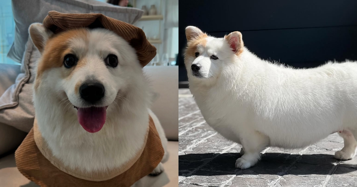 短腿＋翻肚＝快樂密碼！泰國最可愛的「行走麻糬」柯基犬Meringue 柯基、可愛、寵物、泰國、Meringue、短腿