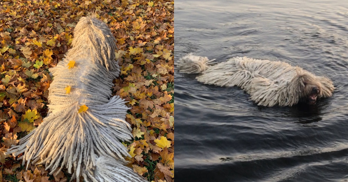 每天散步就爆紅--拖把可蒙犬Hanga！立陶宛最受矚目也最潦草的街頭藝狗 Hanga、狗、可愛、搞笑、立陶宛、萌寵、可蒙犬