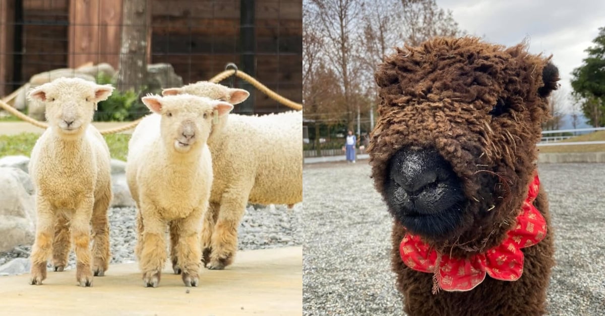 英倫血統＋棉花糖外型=羊界最萌C位！全台泰迪羊農場巡禮 泰迪羊、農場、宜蘭、觀光、可愛、親子
