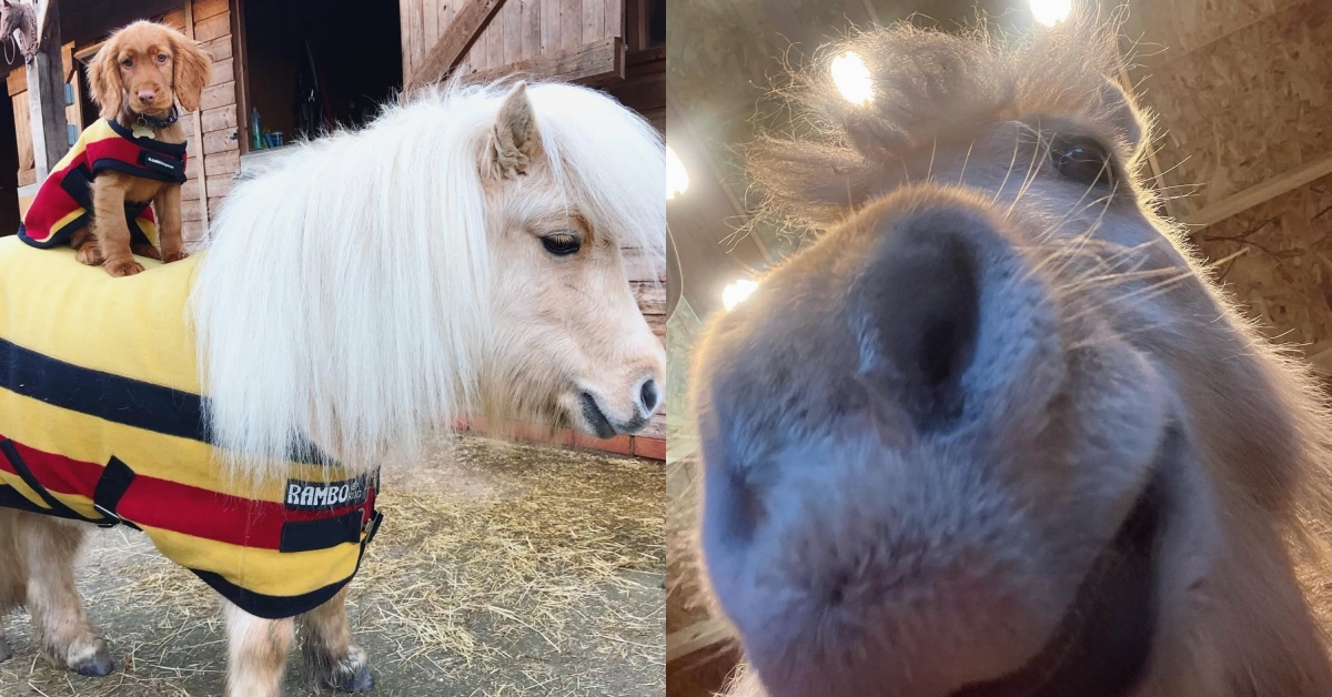 時尚界最萌小馬！認識Teddy the Shetland的7個超展開爆紅瞬間 TeddytheShetland、小馬、時尚馬、Instagram、聯名月曆、繪本、可愛