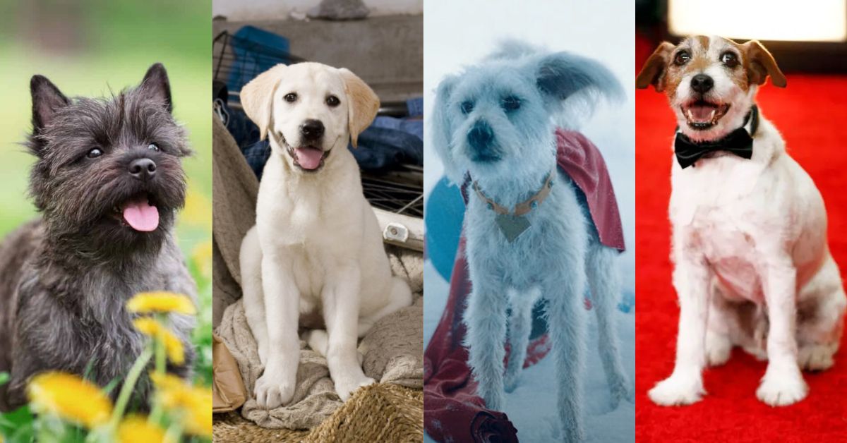 《超人》狗狗強勢登場！盤點15隻可愛又忠心的電影狗狗 狗狗、 DC、 超人、 電影、 、寵物