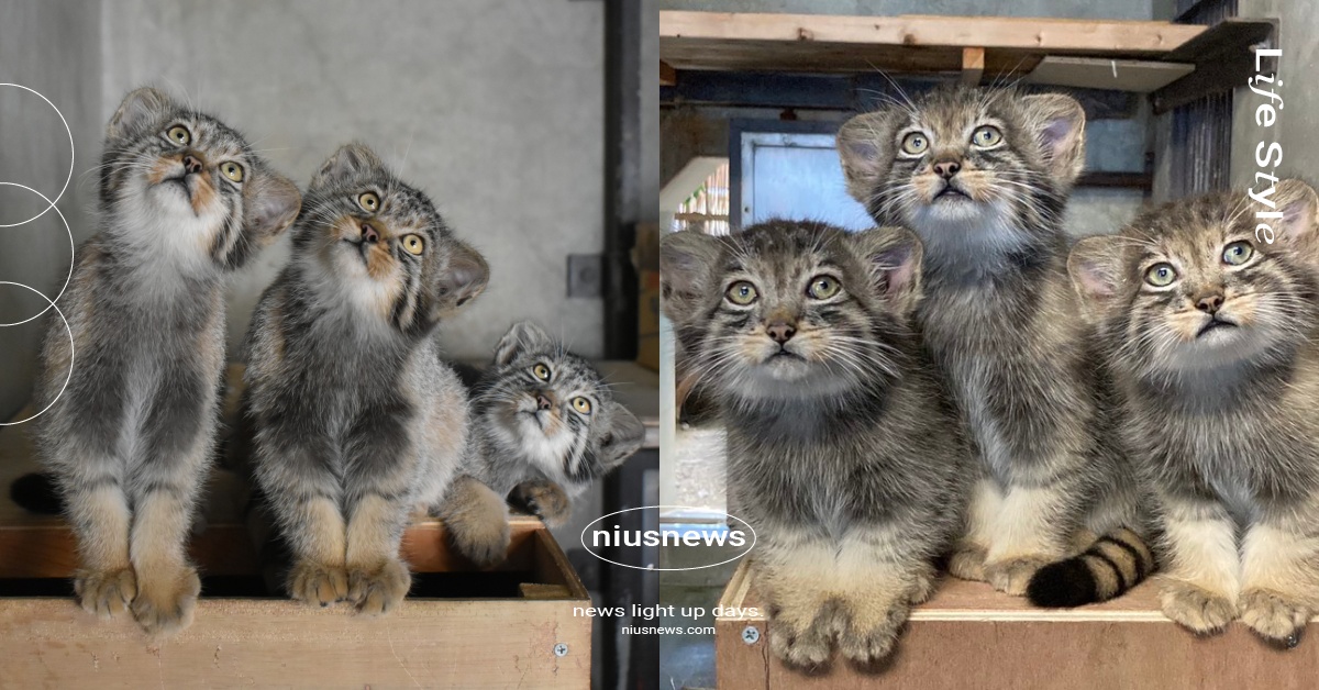 日本兔猻三兄弟命名結果出爐！取名「信長＆秀吉＆家康」含義曝，網笑：會打架吧 日本兔猻三兄弟、日本兔猻寶寶、兔猻三兄弟、兔猻寶寶、兔猻寶寶命名、名古屋東山動植物園、日本動物園