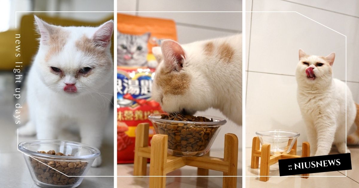 開封秒暴動，挑嘴貓都投降!日本熱銷NO.1銀湯匙乾糧旋風登台 貓貓命定乾乾 貓咪主食推薦、日本寵物食品、銀湯匙乾糧、銀湯匙、日本、挑嘴貓、適口性、貓乾糧、新品上市、命定乾乾