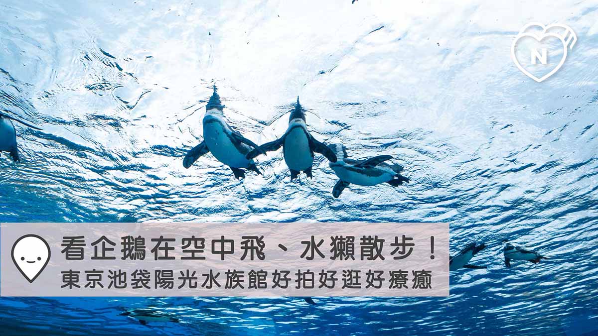 看企鵝在空中飛、水獺散步！東京池袋陽光水族館好拍好逛好療癒｜東京｜東京100選 